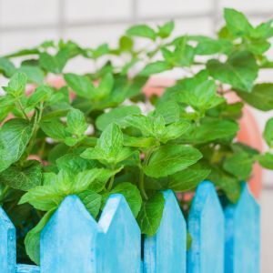 Jakie rośliny można uprawiać na balkonie?